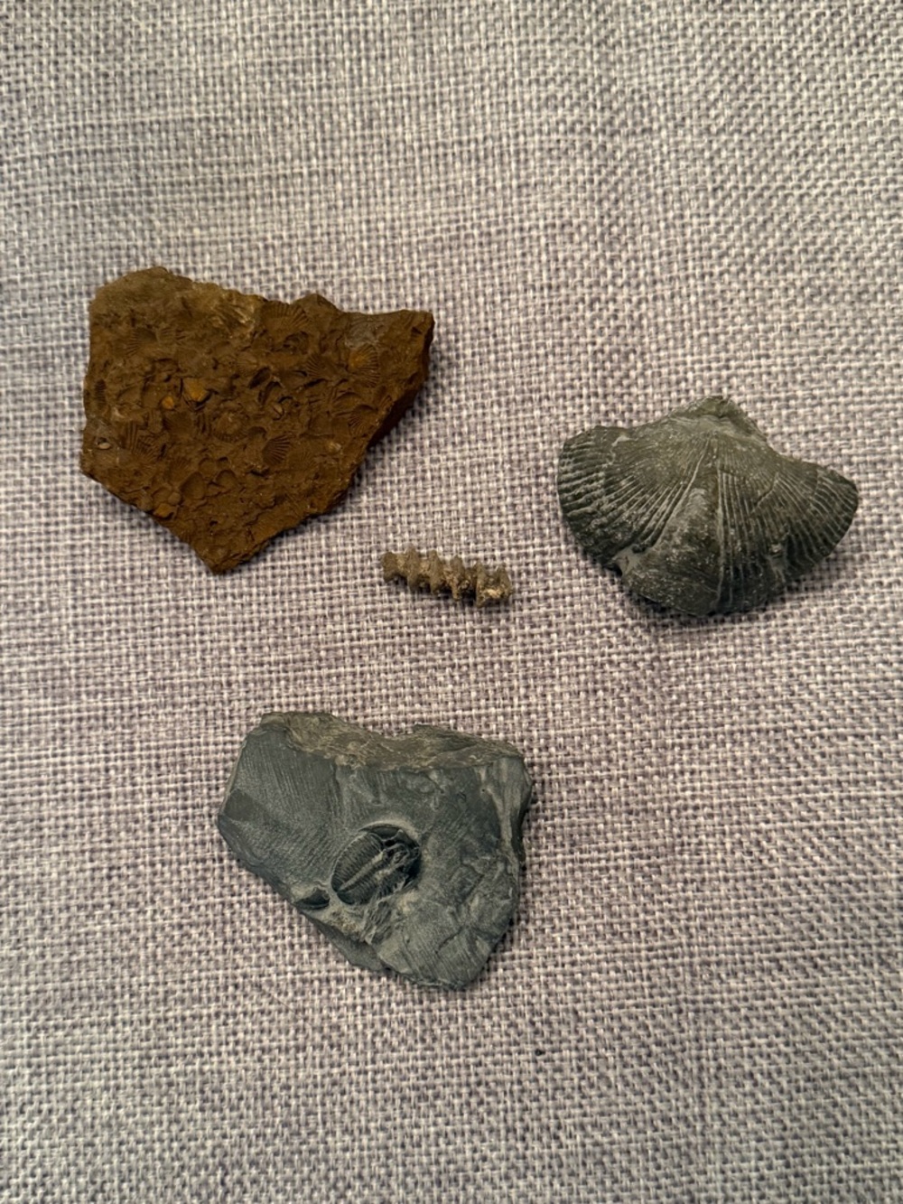 Natural Fossil Collection Lot – Trilobite, Brachiopod and More